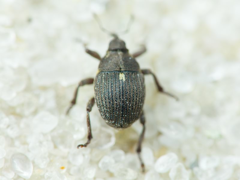 Glocianus punctiger (C. R. Sahlberg, 1835)